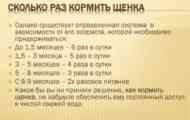 Колку пати дневно се хранат кученце, возрасно куче